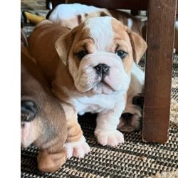 Lindos cachorrinhos Bulldog Ingls