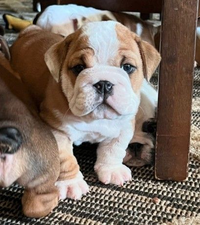 Lindos cachorrinhos Bulldog Ingls