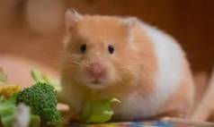 Hamster Srio - Filhotes