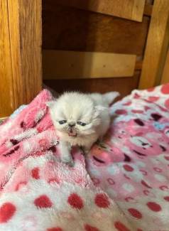 Gatinha Persa Himalaia