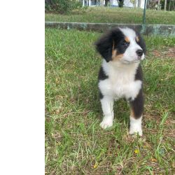 BERNESES CRIADOS POR MDICA VETERINRIA VOC S ENCONTRA  AQUI