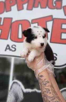 Border Collie Branco Com Preto