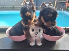 Yorkshire Terrier Filhotes Com Pedigree