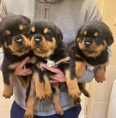 Rottweiler Filhotes Cabea De Touro