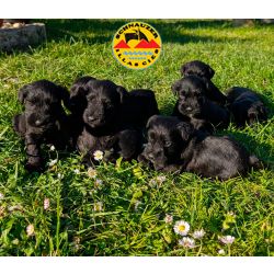 SCHNAUZER MINIATURA PRETO