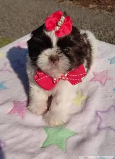 Shih Tzu Fmea Pelagem Branca E Chocolate, Olhos Verdes - Canil Best Friend