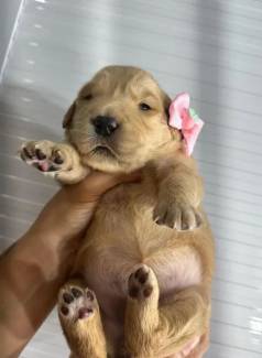 Filhotes Golden Retriever