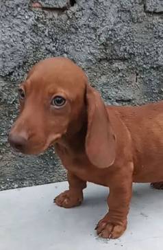 Filhote De Teckel Basset