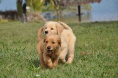 Golden Retriever - Est Na Hora De Comprar Um Golden Voc Procura Diverso Amor