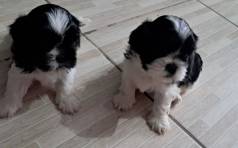 Dois Filhotes Shih Tzu  Venda!