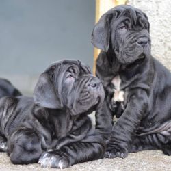 Lindos cachorrinhos Mastim Napolitano