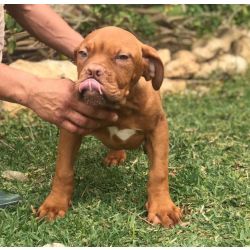 Dogue De Bordus disponvel