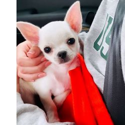 Chihuahua com passaporte