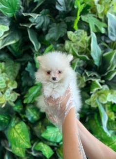 Lulu Da Pomerania Tamanho Ano , Filhotinho Com 400gr