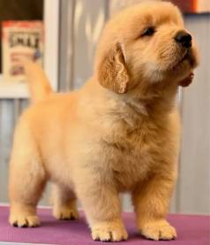 Sua Casa Precisa De Amor? Filhote Golden Retriever!