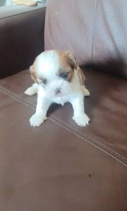 Filhotes De Lhasa Apso