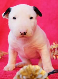 Bull Terrier Ingles Chamar No Whatz *