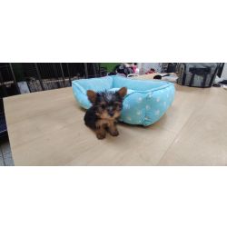 yorkshire terrier Mini Fmea disponvel para entrega imediata existe a possibilidade de entrega ao