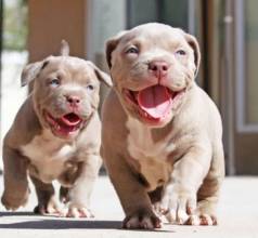 American Bully / Pedigree / Vacinados / Aceito Carto