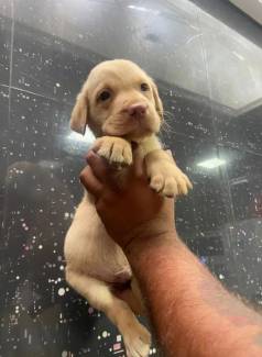 Labrador Macho E Fmea - Amarelo, Chocolate E Preto Entregamos