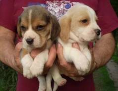 Sjc Beagle Perfeitos!! Parcelamos Em At 12x No Carto