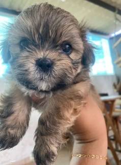 Filhotes De Shih Tzu