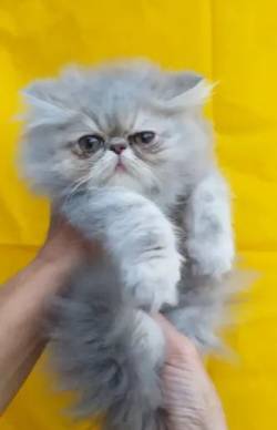 23. ? Venda De Gato Persa Macho E Fmea! Filhotes Saudveis E Prontos Novo Lar