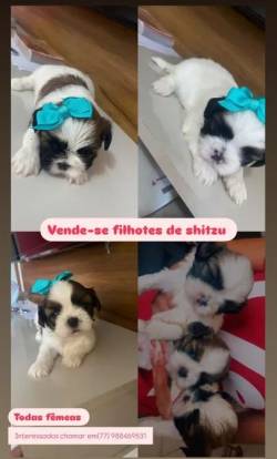Filhotes De Shih Tzu Fmeas