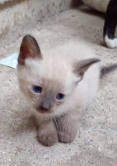 Gatinho Siams Macho Disponvel Venda