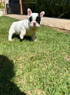 Bulldog Francs C/ Pedigree