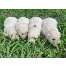 NO COMPRE GATO POR LEBRE QUI O SEU GOLDEN RETRIEVER  CRIADO POR MDICA VETERINRIA