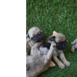 Pug Fmea com Pedigree Sua Nova Melhor Amiga