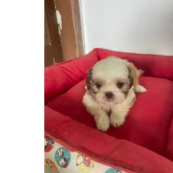 NO COMPRE GATO POR LEBRE AQUI O SEU SHIH TZ  CRIADO POR MDICA VETERINRIA E TEM
