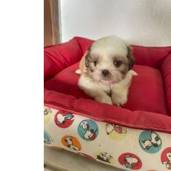 SHIH TZS CRIADOS E ENTREGUES POR MDICA VETERINRIA QUALIDADE ABSOLUTA