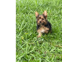 FILHOTES DE TECKELS CRIADOS E ENTREGUE POR MDICA VETERINRIA