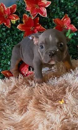 Amrica Bully
