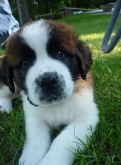 Fofurinhas De So Bernardo Macho!! Parcelamos