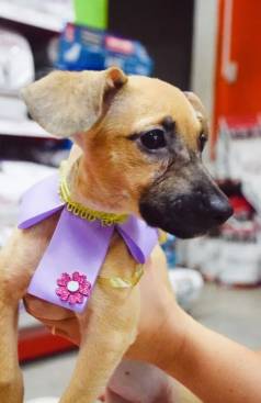 Filhote De Cachorro Disponvel Adoo