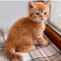 Gatinhos fofinhos da raa Scottish Fold