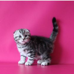 Gatinhos Scottish Fold Extraordinrios