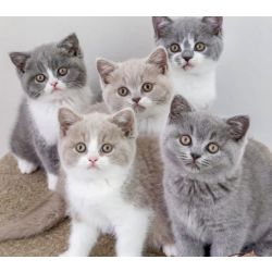 Gatinhos liliac british shorthair
