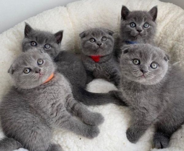 Gatinhos Scottish Fold