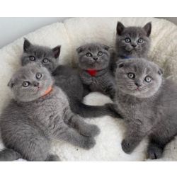 Gatinhos Scottish Fold