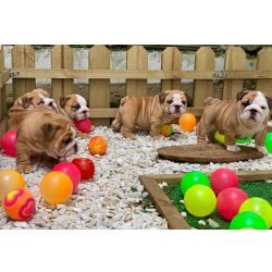 Cachorros Bulldog Ingls