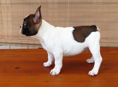 Cachorros Bulldog Francs