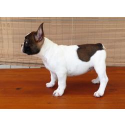 Cachorros Bulldog Francs