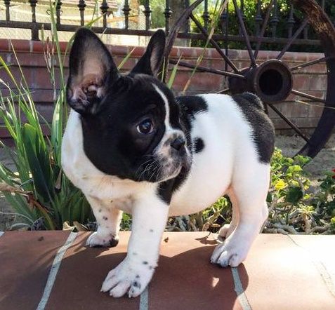 Cachorros Bulldog Francs