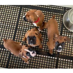 Cachorros Boxer