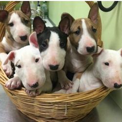 Cachorros Bull Terrier prontos