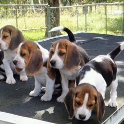 Cachorros Beagle prontos